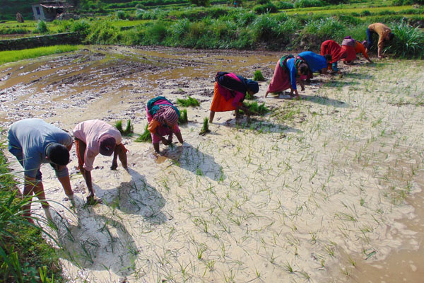 Agriculture Development